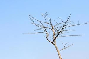 Silhouette Dry tree branches on blue sky photo