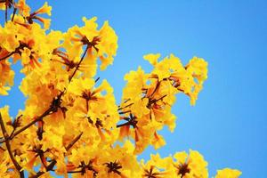 florecer enano dorado trompeta flores con azul cielo. tabebuia crisotricha flores foto