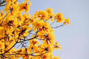 florecer enano dorado trompeta flores con azul cielo. tabebuia crisotricha flores foto
