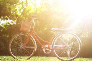 Vintage pink bike parking in garden with beautiful natural sunlight photo