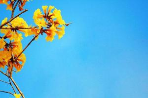 florecer enano dorado trompeta flores con azul cielo. tabebuia crisotricha flores foto