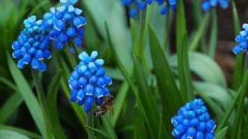 dichtbij omhoog van een honing bij vliegend in de omgeving van bloemen. bij verzamelen nectar stuifmeel Aan voorjaar zonnig dag langzaam beweging video