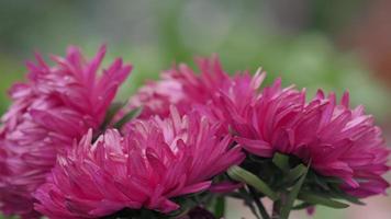 Pink asters in the garden. For video presentation, advertising, background. Floral carpet of pink chrysanthemums.