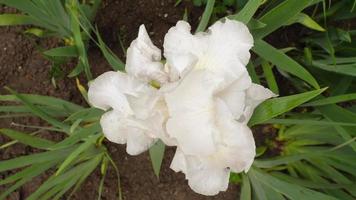 hermosa blanco iris en el jardín. delicado flor. iris es un género de perenne rizoma plantas de el iris familia video