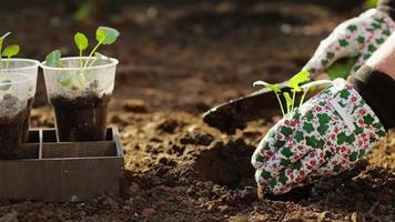 brócolis repolho dentro a jardim. crescendo brócolis. crescendo eco produtos. orgânico cultivo video