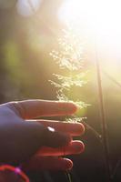 Hand holding Beautiful grass flowers with natural sunlight. Peace and Amity of Valentine's day concept. photo