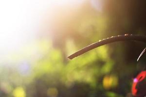 Dry tree Branch on blue sky with natural sunlight in Summer season photo