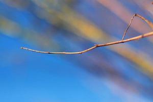 Dry tree Branch on blue sky with natural sunlight in Summer season photo