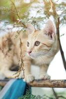 Kitten orange striped cat enjoy on the tree in garden photo