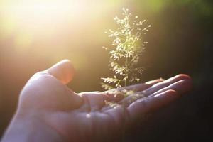 Hand holding Beautiful grass flowers with natural sunlight. Peace and Amity of Valentine's day concept. photo