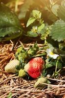 Fresh red Strawberry with flowers and green leaves on Straw cover soil in Plantation Farm on the mountain in Thailand photo