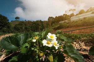 pequeño blanco fresa flores con verde hojas en plantación granja en el montaña en Tailandia foto