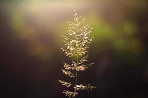 Beautiful grass flowers with natural sunlight in new life. Peace and Amity of Valentine's day concept. photo