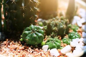 jardín cactus en natural luz de sol foto