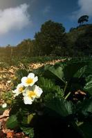 Little white Strawberry flowers with green leaves in Plantation Farm on the mountain in Thailand photo