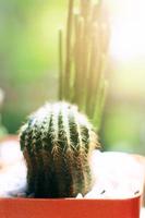 Garden cactus in natural sunlight photo