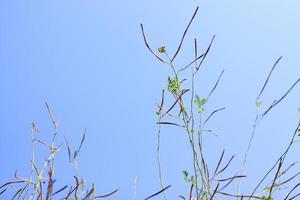 Dry tree Branch on blue sky with natural sunlight in Summer season photo
