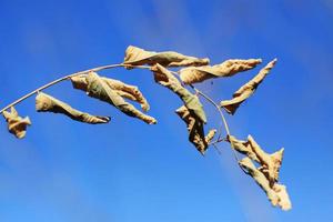 Dry tree Branch on blue sky with natural sunlight in Summer season photo