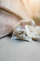 gatito naranja a rayas gato disfrutar y dormir en de madera piso con natural luz de sol foto