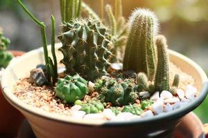 Garden cactus in natural sunlight photo