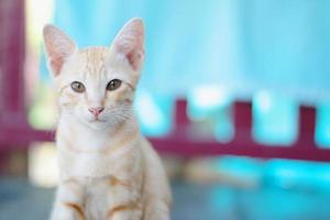 Kitten orange striped cat enjoy and relax on wooden terrace with natural sunlight photo