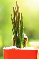 Garden cactus in natural sunlight photo