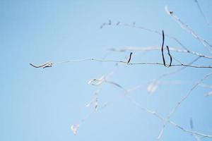suave atención seco rama con azul cielo en verano y natural luz de sol foto