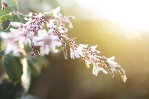 Blossom white Wild flowers grass in meadow with natural sunlight photo