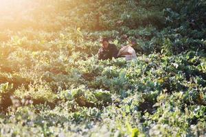 antiguo hombre tribus de las colinas es fresa agricultura con hermosa natural luz de sol en el Mañana en plantación granja en Tailandia foto