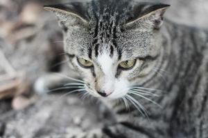 gris a rayas gato disfrutar y relajarse en suelo piso en jardín con natural luz de sol foto