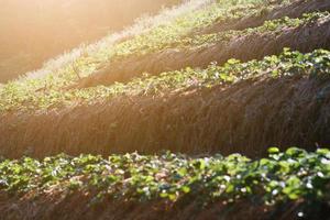 Strawberry Mountain Farm on slope and step with sunrise on hill in Thailand photo