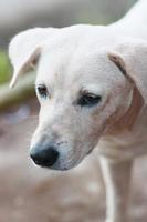 Cute white dog on street photo