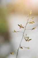 Blossom white Wild flowers grass in meadow with natural sunlight photo