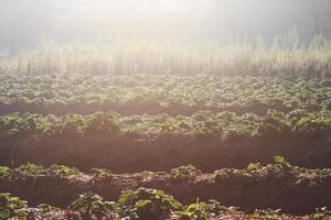 Strawberry Mountain Farm on slope and step with sunrise on hill in Thailand photo