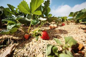 Fresh red Strawberry with flowers and green leaves on Straw cover soil in Plantation Farm on the mountain in Thailand photo