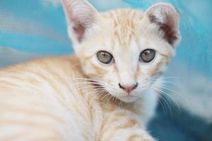 Cute Orange Kitten striped cat enjoy and relax on concrete floor with natural sunlight photo