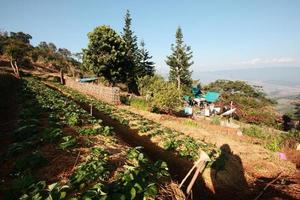 Strawberry Mountain Farm on slope and step with sunrise on hill in Thailand photo