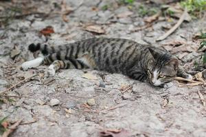 gris a rayas gato disfrutar y relajarse en suelo piso en jardín con natural luz de sol foto