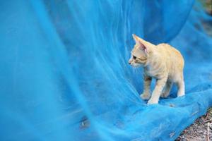 Cute Orange Kitten striped cat enjoy and relax on blue net  in garden with natural sunlight photo