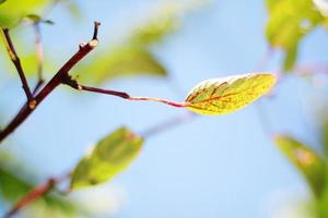 Green leaves branch against on the blue sky in natural sunlight photo