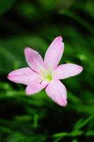 Blossom Zephyranthes Lily, Rain Lily, Fairy Lily, Little Witches flowers is wildflowers in tropical forest photo