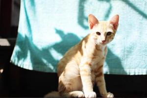 gatito naranja a rayas gato disfrutar y relajarse en de madera terraza con natural luz de sol foto