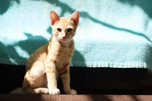 Kitten orange striped cat enjoy and relax on wooden terrace with natural sunlight photo