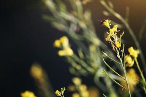 florecer amarillo césped flores con mariposa y abeja en natural luz de sol en primavera. foto