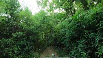 drive automobile vehicle through deep ecosystem  nature forest, transportation ride journey shadow green wilderness adventure trip concept video