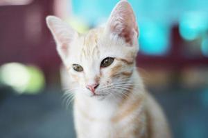 Kitten orange striped cat enjoy and relax on wooden terrace with natural sunlight photo