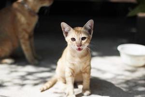 Kitten orange striped cat enjoy and relax on wooden terrace with natural sunlight photo