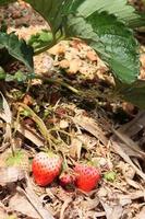 Fresh red Strawberry with flowers and green leaves on Straw cover soil in Plantation Farm on the mountain in Thailand photo