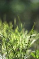 Fresh greenery of grass field in beautiful natural sunlight photo