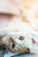 Kitten orange striped cat sleeping and relax on wooden terrace with natural sunlight photo
